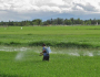 Agricultores expostos a agrotóxicos ignoram risco de morte e doenças graves